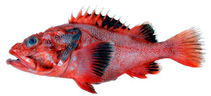 Trachyscorpia cristulata_06.jpg